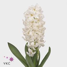 Срезанные цветы оптом Hyacinthus polar giant от 50шт из Голландии с доставкой по России