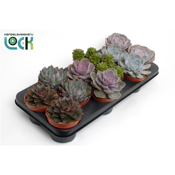 Горшечные цветы и растения оптом Echeveria Mix от 9шт из Голландии с доставкой по России