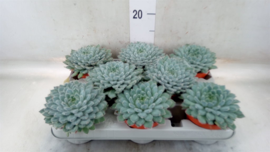 Горшечные цветы и растения оптом Echeveria Setosa от 6шт из Голландии с доставкой по России
