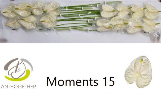 Срезанные цветы оптом Anthurium moments от 15шт из Голландии с доставкой по России