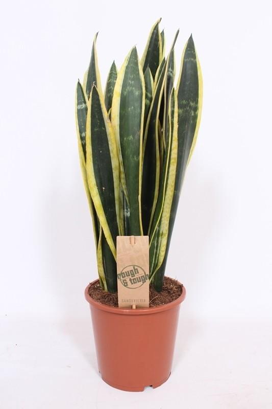 Горшечные цветы и растения оптом Sansevieria Black Gold от 6шт из Голландии с доставкой по России