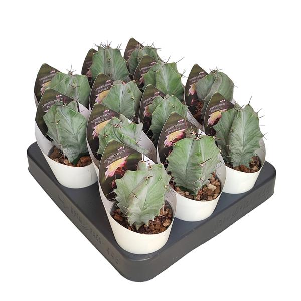 Горшечные цветы и растения оптом Lemaireocereus Pruinosus Potcover от 12шт (для телеги) из Голландии с доставкой по России