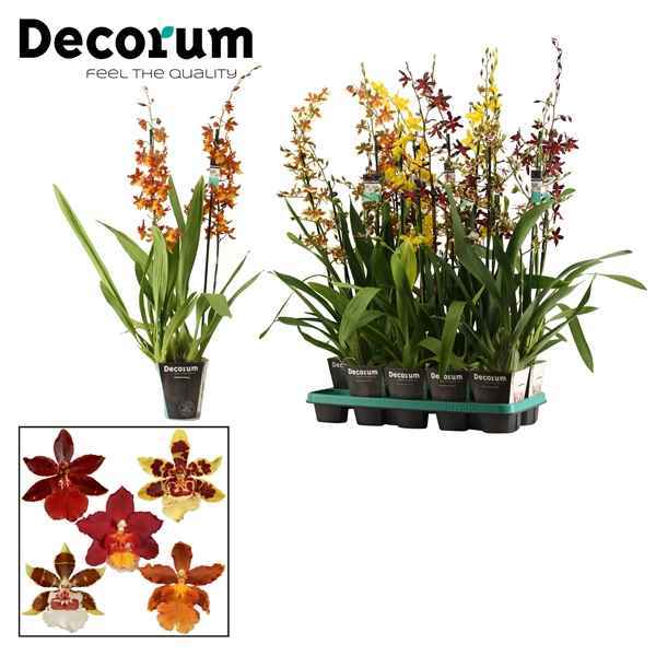 Горшечные цветы и растения оптом Cambria 2st Mix Xxl (decorum) от 10шт из Голландии с доставкой по России