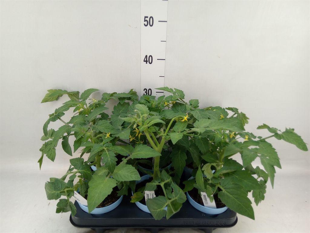 Горшечные цветы и растения оптом Solanum Lycopersicum   ... от 6шт из Голландии с доставкой по России