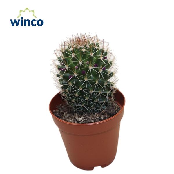 Горшечные цветы и растения оптом Mammillaria Spinosisima Rubra от 20шт (для телеги) из Голландии с доставкой по России