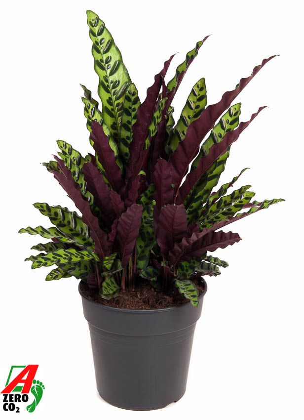 Горшечные цветы и растения оптом Calathea Lancifolia от 1шт из Голландии с доставкой по России