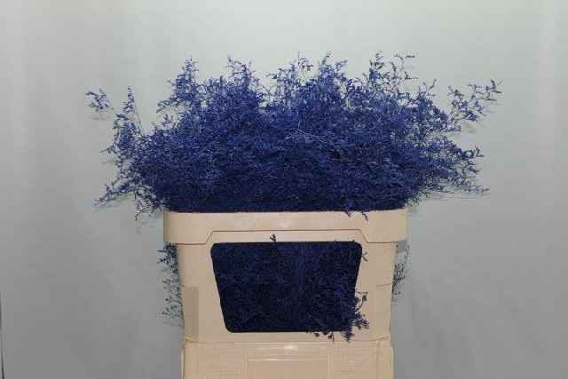 Срезанные цветы оптом Limonium paint blue от 50шт из Голландии с доставкой по России