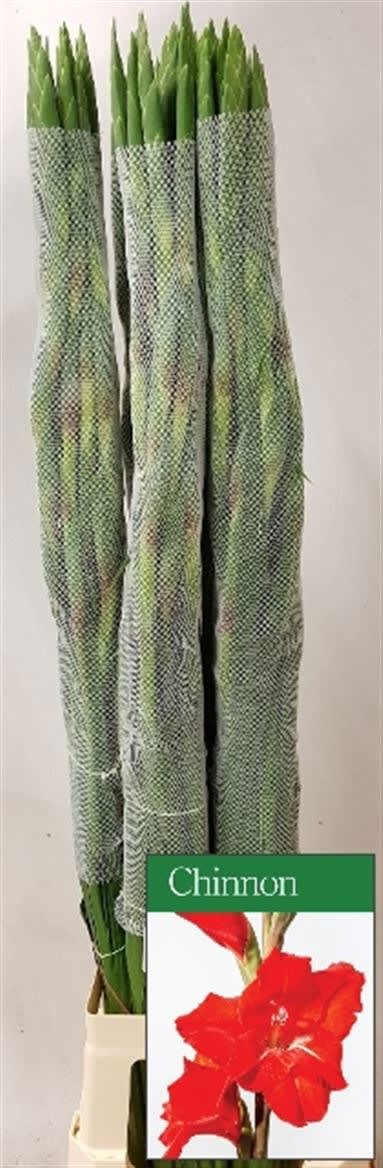 Срезанные цветы оптом Gladiolus la chinon от 50шт из Голландии с доставкой по России