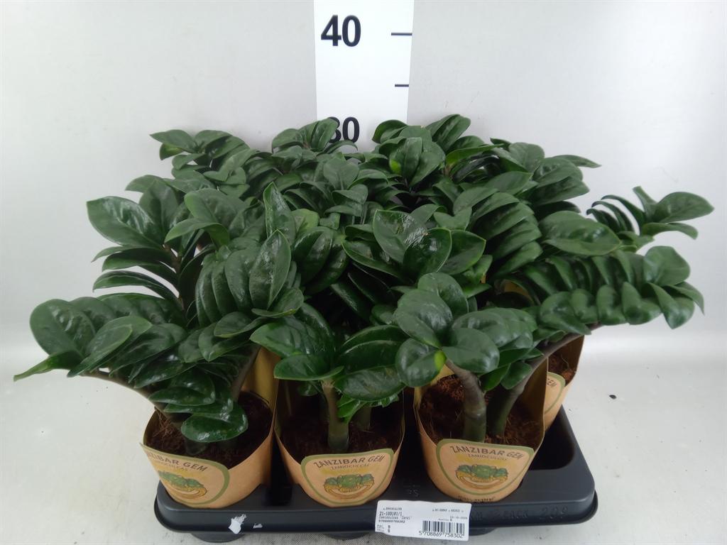 Горшечные цветы и растения оптом Zamioculcas Zamiifolia zenzi от 9шт из Голландии с доставкой по России