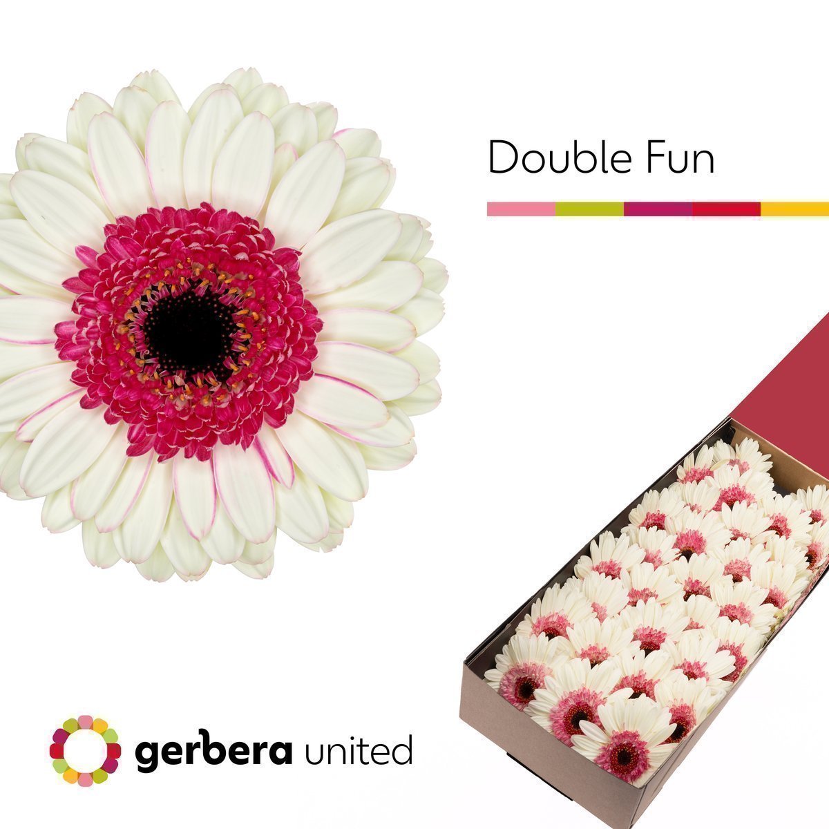 Срезанные цветы оптом Germini double fun от 60шт из Голландии с доставкой по России