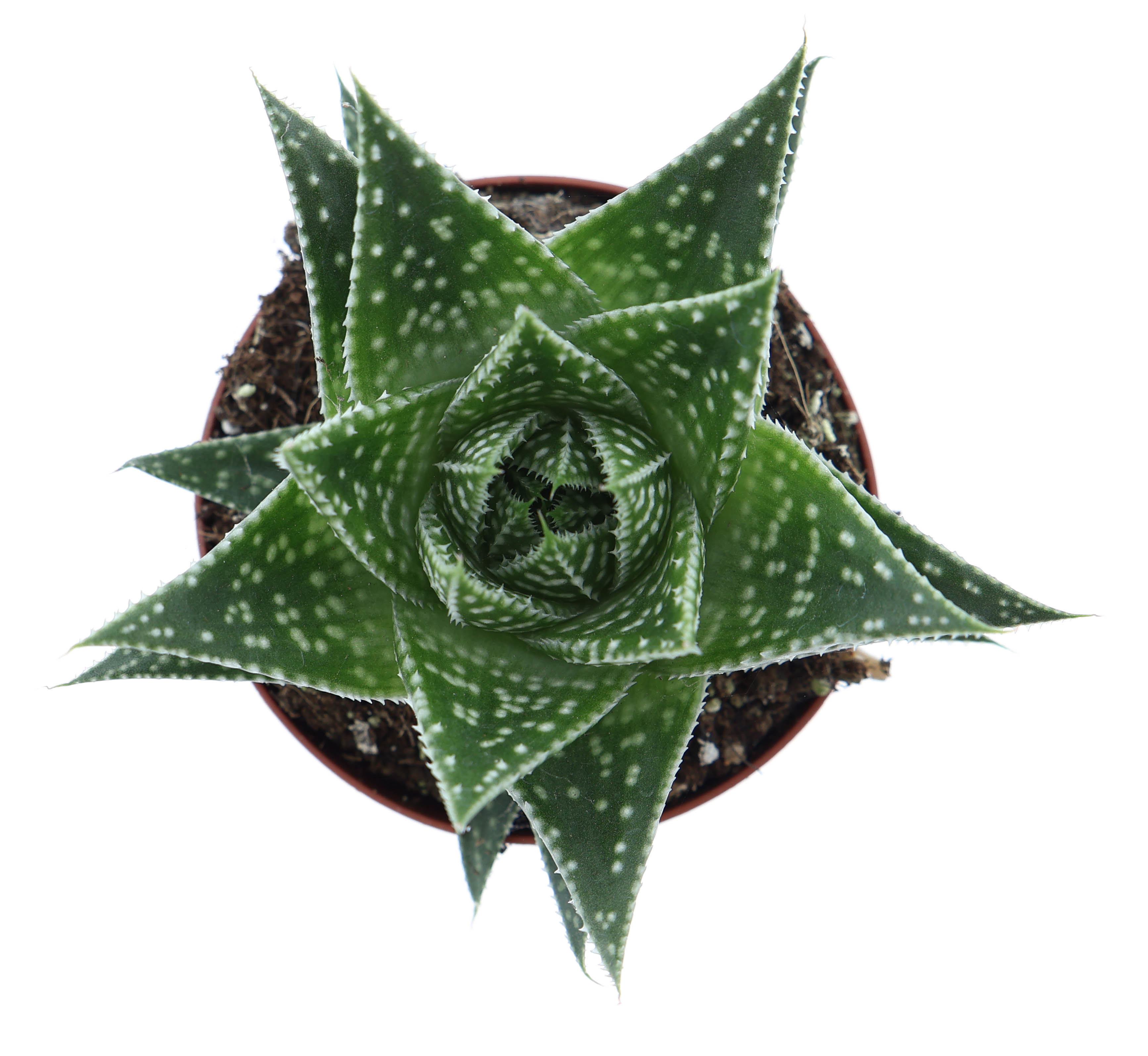 Горшечные цветы и растения оптом Gasteria Durban от 12шт (для телеги) из Голландии с доставкой по России