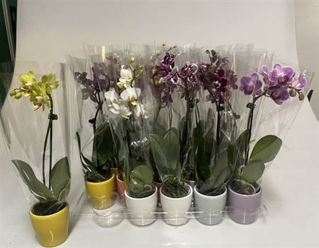 Горшечные цветы и растения оптом Phal Mini 1 Branche 6+ 20% Vert. Ceramic от 20шт (для телеги) из Голландии с доставкой по России