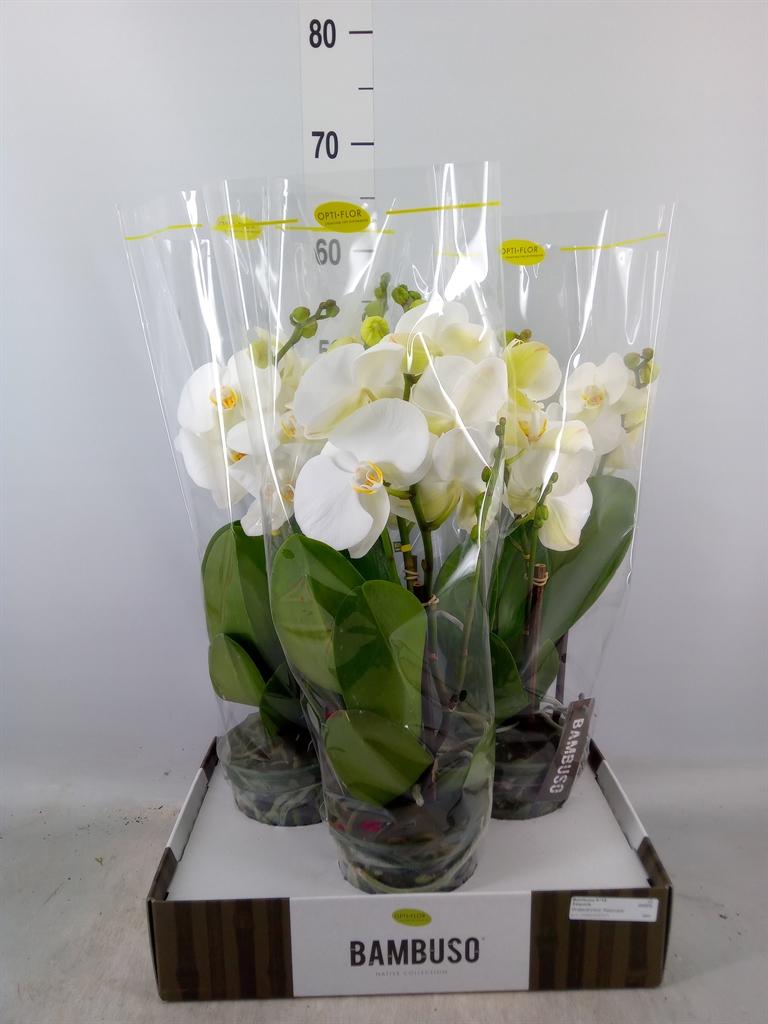 Горшечные цветы и растения оптом Phalaenopsis   ...white от 3шт из Голландии с доставкой по России