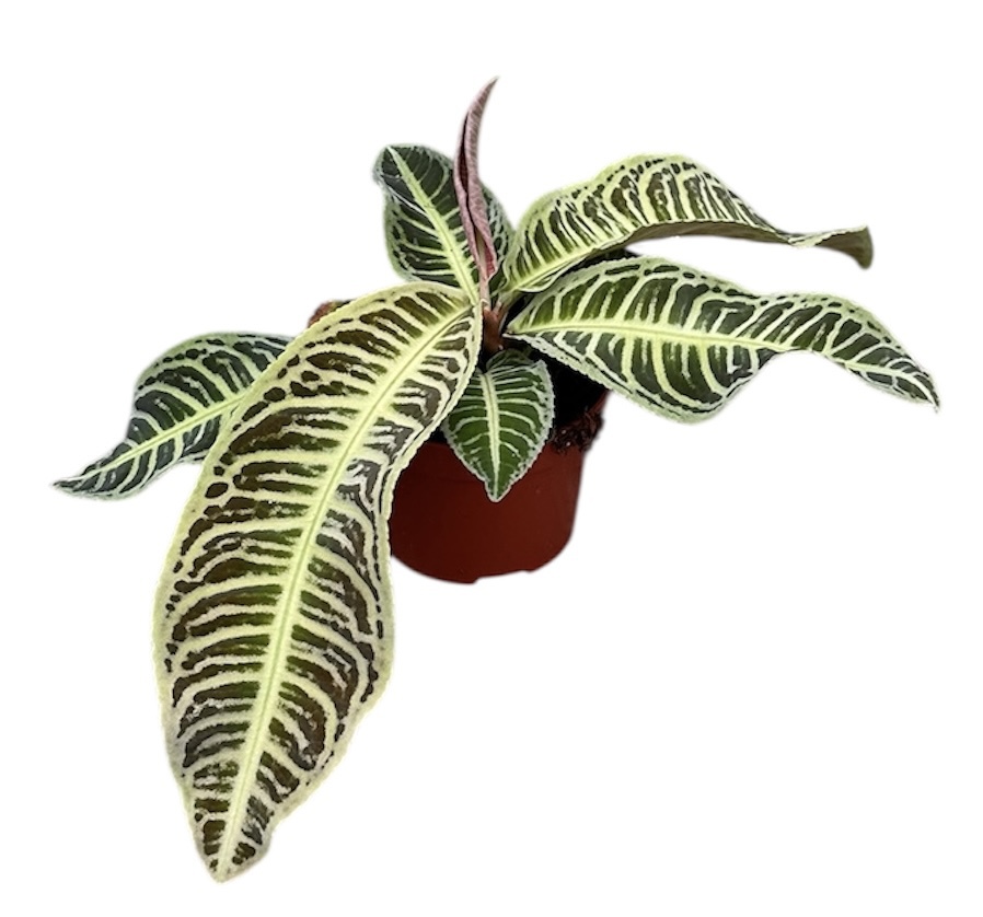 Горшечные цветы и растения оптом Labisia Japonica от 1шт из Голландии с доставкой по России