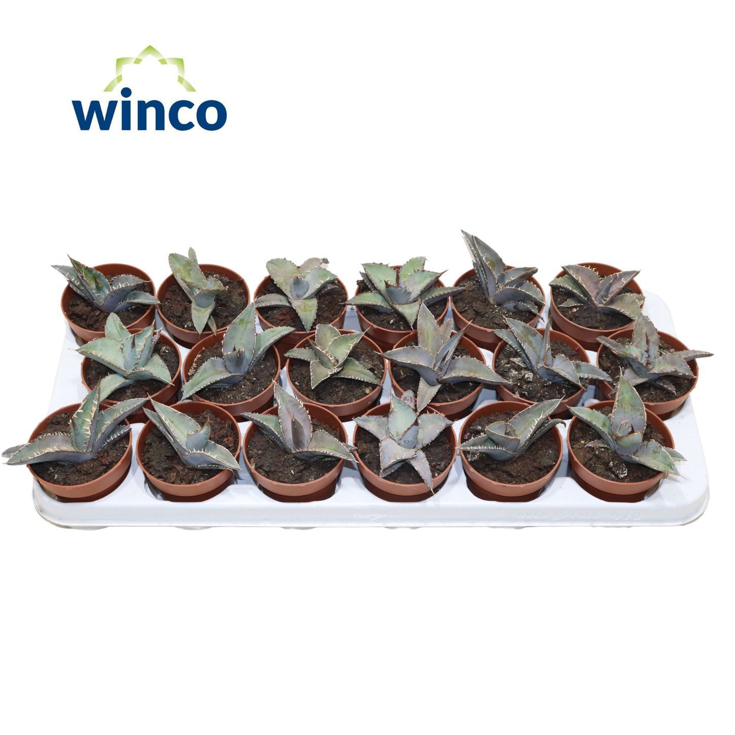 Горшечные цветы и растения оптом Agave Titanota от 18шт (для телеги) из Голландии с доставкой по России Горшечные цветы и растения оптом Agave Titanota от 18шт (для телеги) из Голландии с доставкой по России