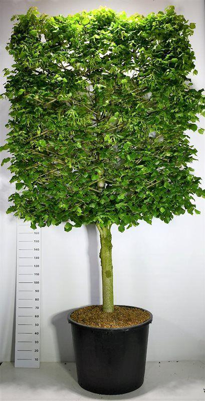 Горшечные цветы и растения оптом Tilia Platyphyllos Screen On Stem от 1шт из Голландии с доставкой по России