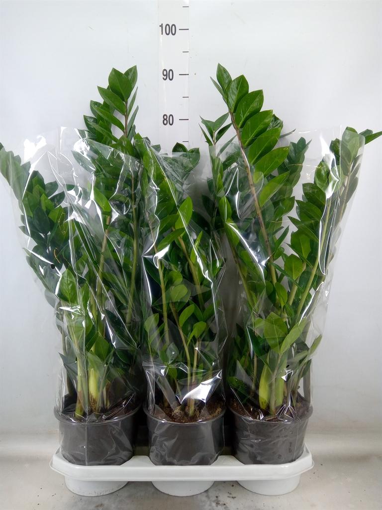 Горшечные цветы и растения оптом Zamioculcas Zamiifolia от 3шт из Голландии с доставкой по России