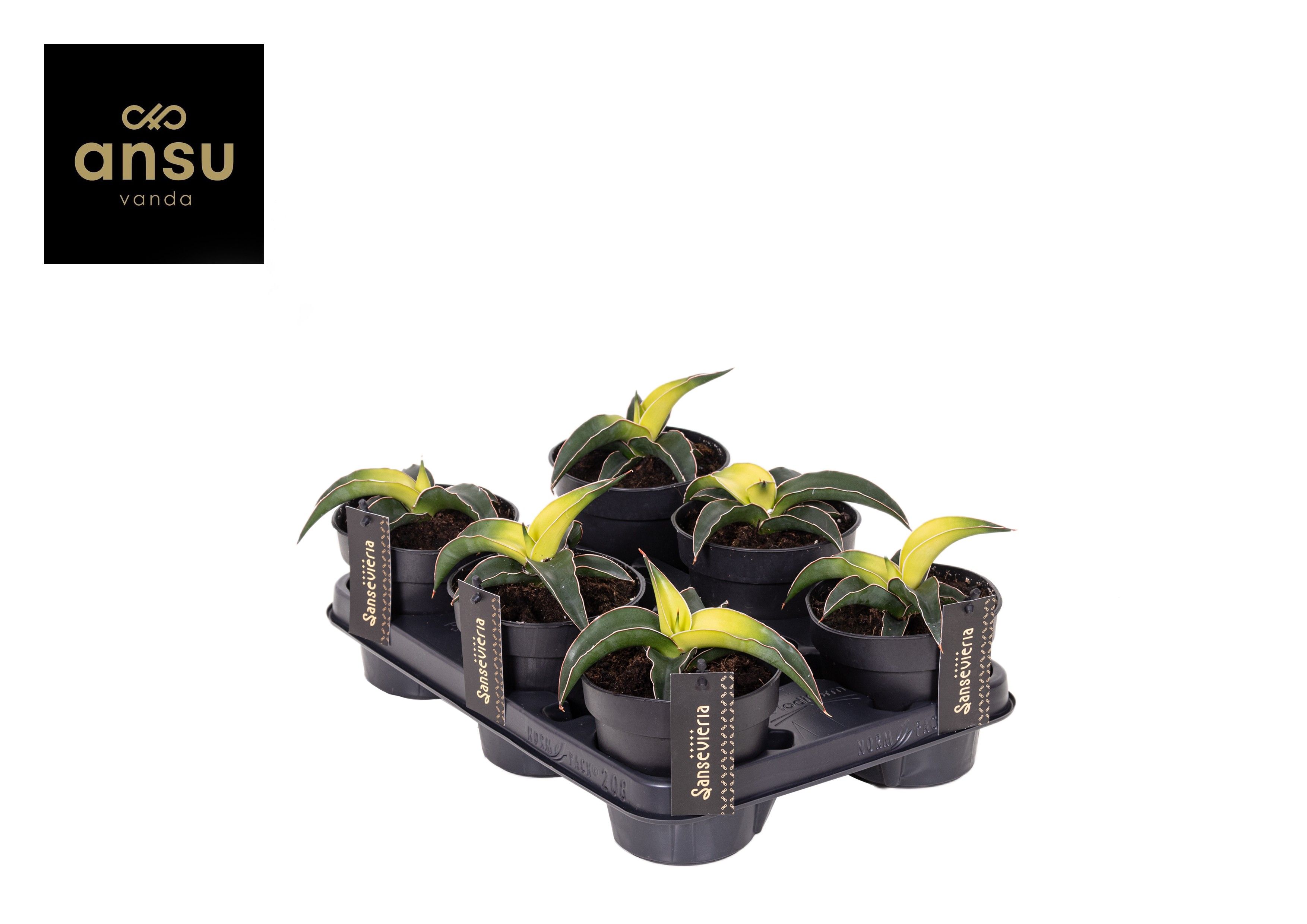 Горшечные цветы и растения оптом Sansevieria Star Canary от 4шт из Голландии с доставкой по России