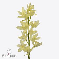 Срезанные цветы оптом Minicymbidium limoncello от 4шт из Голландии с доставкой по России