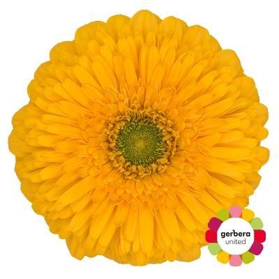 Срезанные цветы оптом Gerbera honey ball от 50шт. из Голландии с доставкой по России