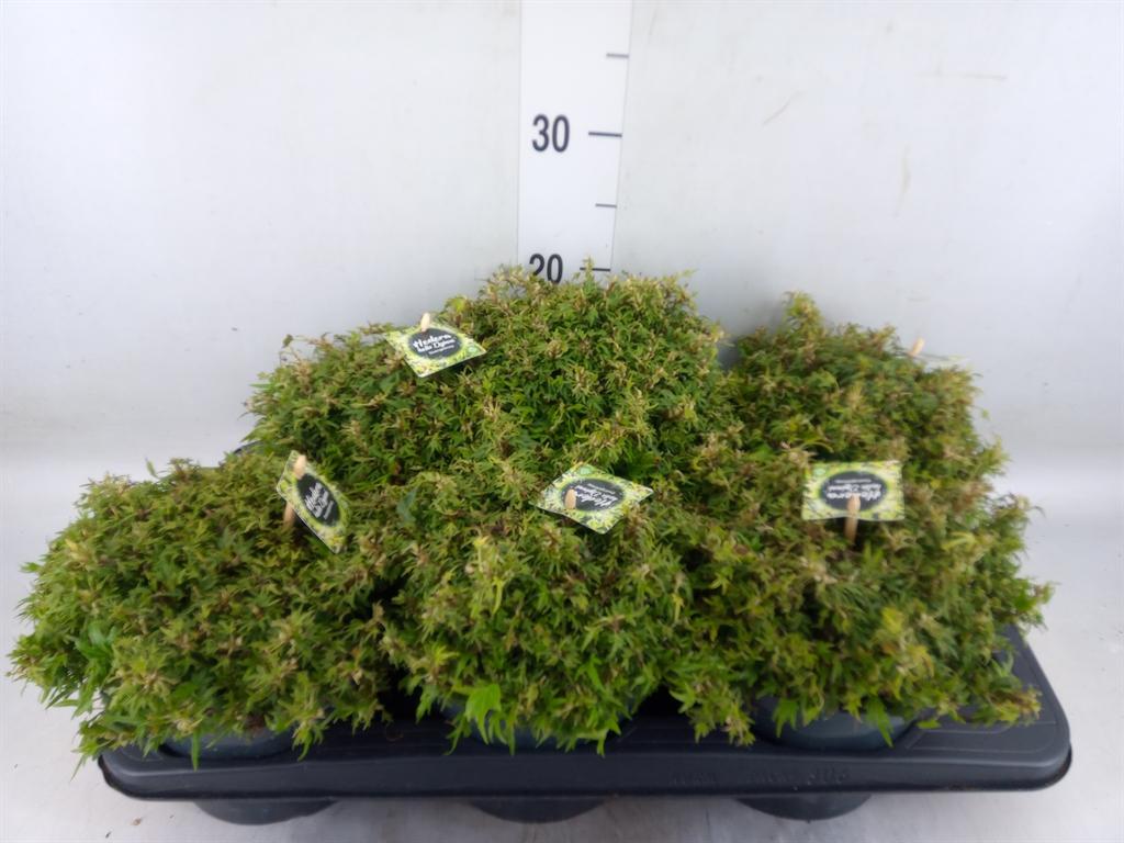 Горшечные цветы и растения оптом Hedera   ... от 6шт из Голландии с доставкой по России