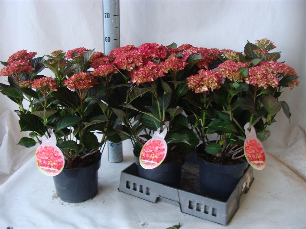 Горшечные цветы и растения оптом Hydrangea Mac.   ... от 3шт из Голландии с доставкой по России