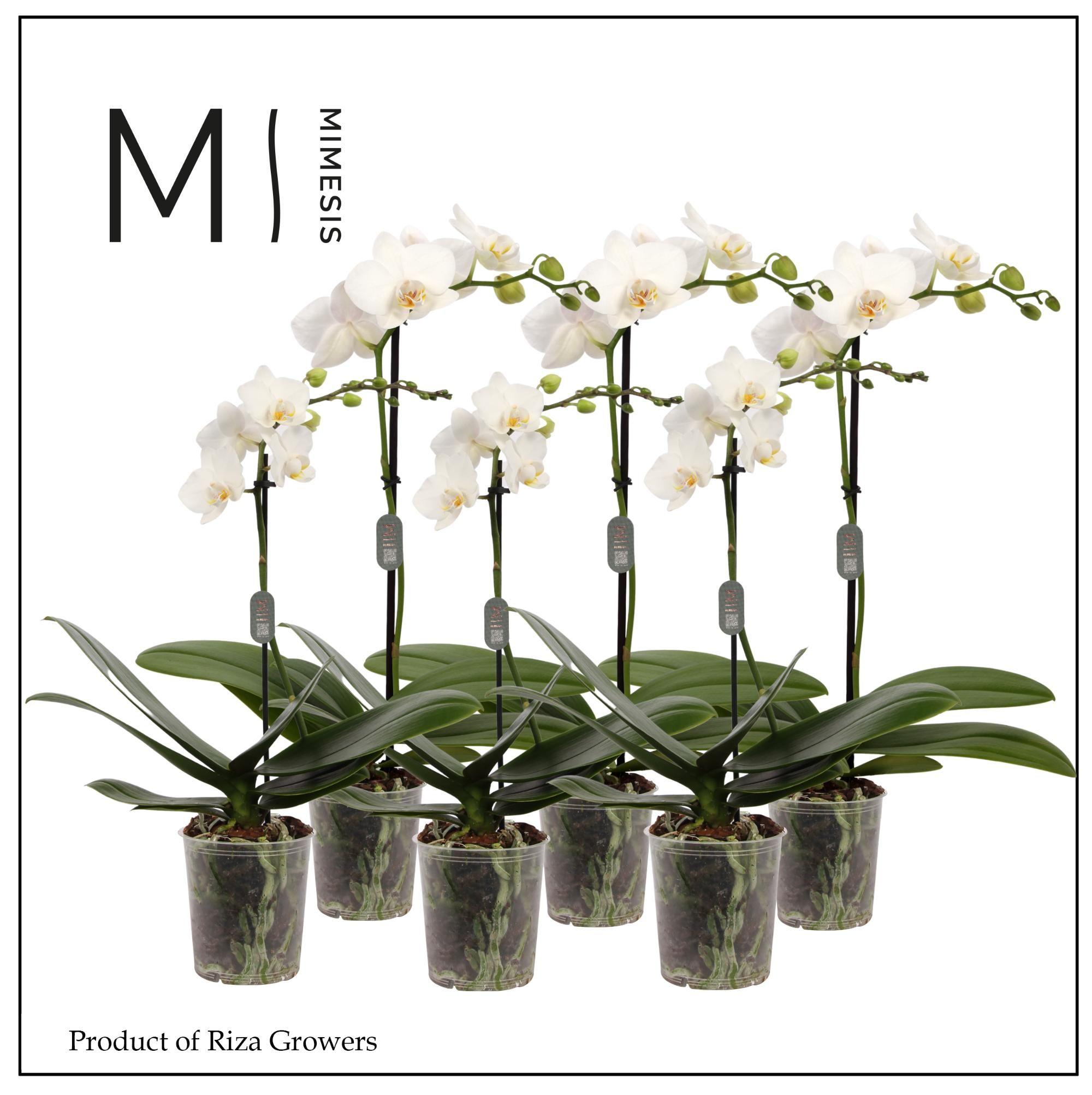 Горшечные цветы и растения оптом Phal 1st White 9+ (mimesis) от 12шт (для телеги) из Голландии с доставкой по России