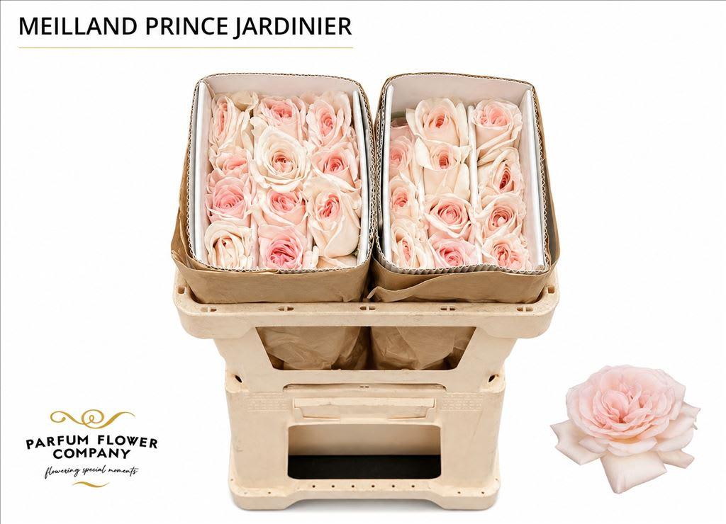 Срезанные цветы оптом Rosa garden prince jardinier от 24шт из Голландии с доставкой по России