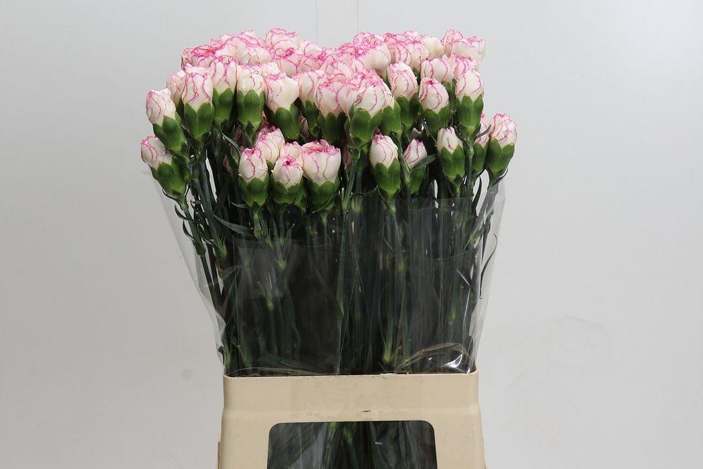 Срезанные цветы оптом Dianthus st little angel от 100шт из Голландии с доставкой по России