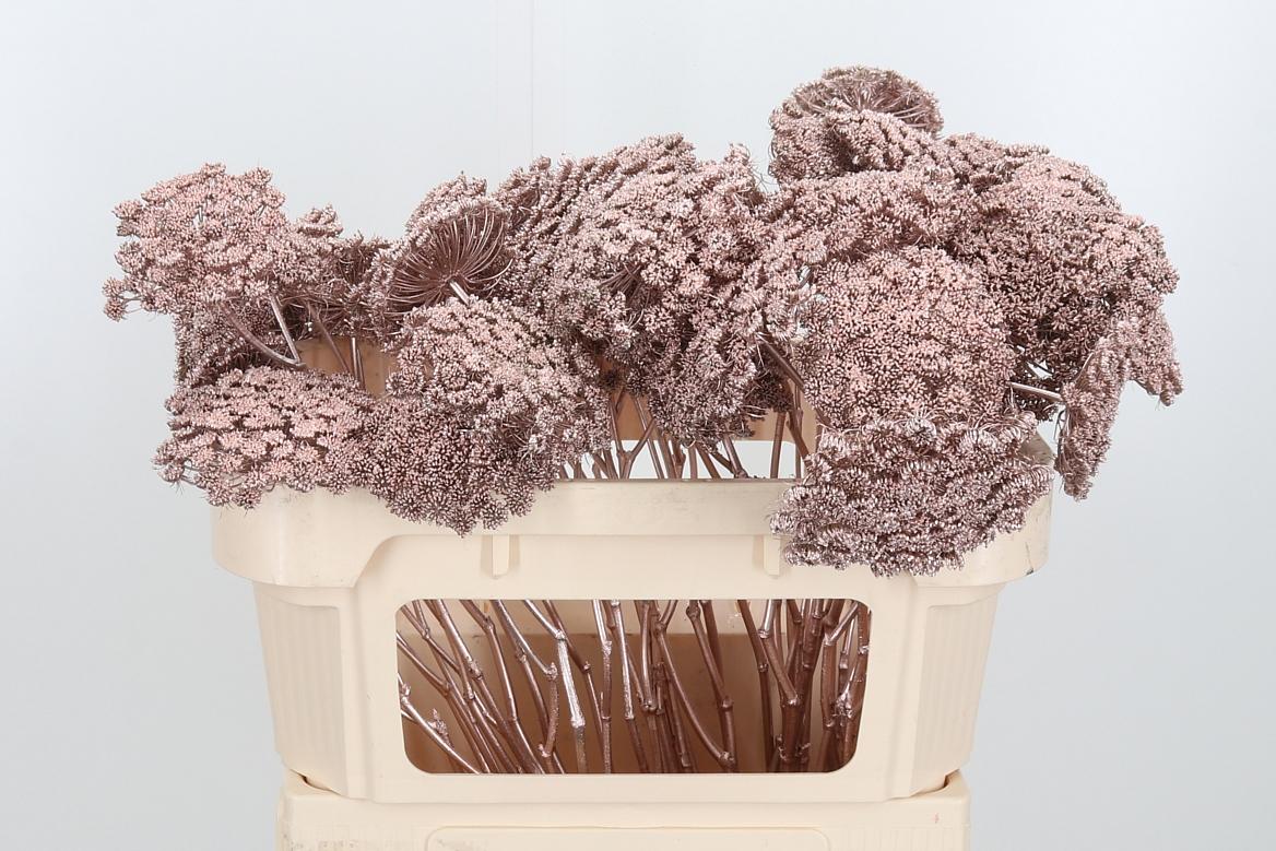 Срезанные цветы оптом Ammi sead paint champagne от 50шт. из Голландии с доставкой по России