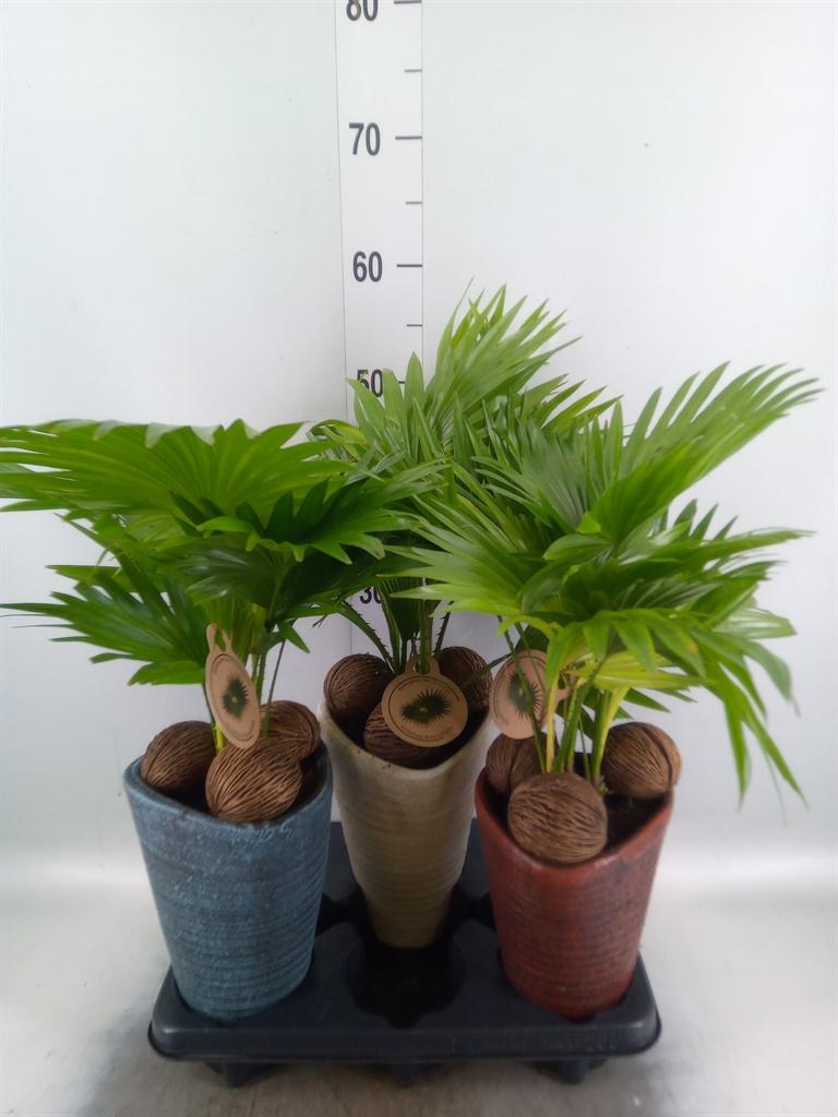 Горшечные цветы и растения оптом Livistona Rotundifolia от 3шт из Голландии с доставкой по России