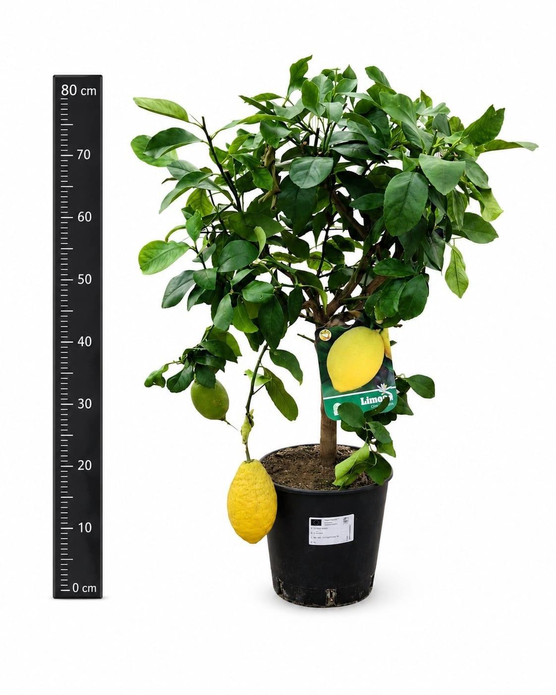 Горшечные цветы и растения оптом Citr Microcarpa от 3шт (для телеги) из Голландии с доставкой по России