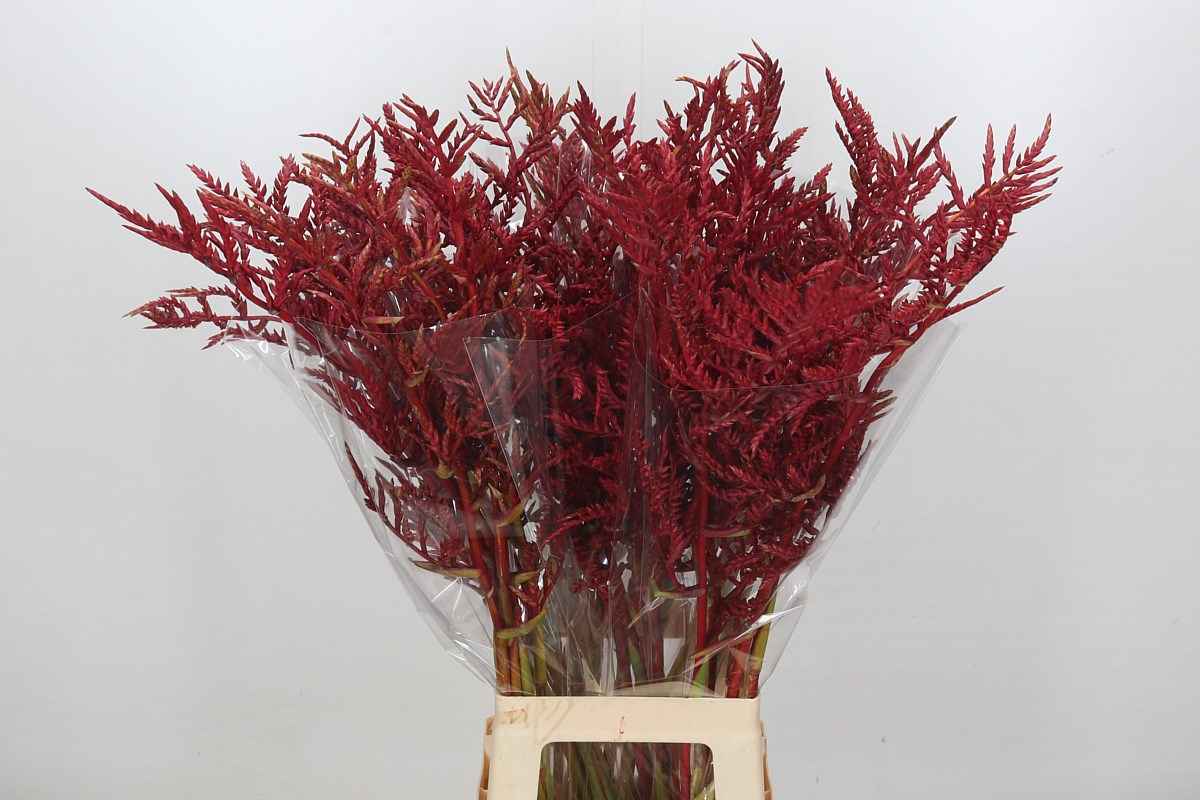 Срезанные цветы оптом Bromelia flower red paloma от 30шт из Голландии с доставкой по России