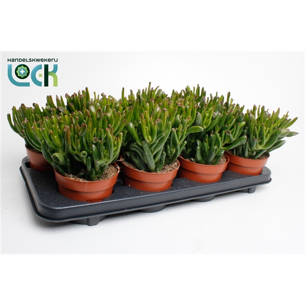 Горшечные цветы и растения оптом Crassula Horn Tree от 6шт из Голландии с доставкой по России