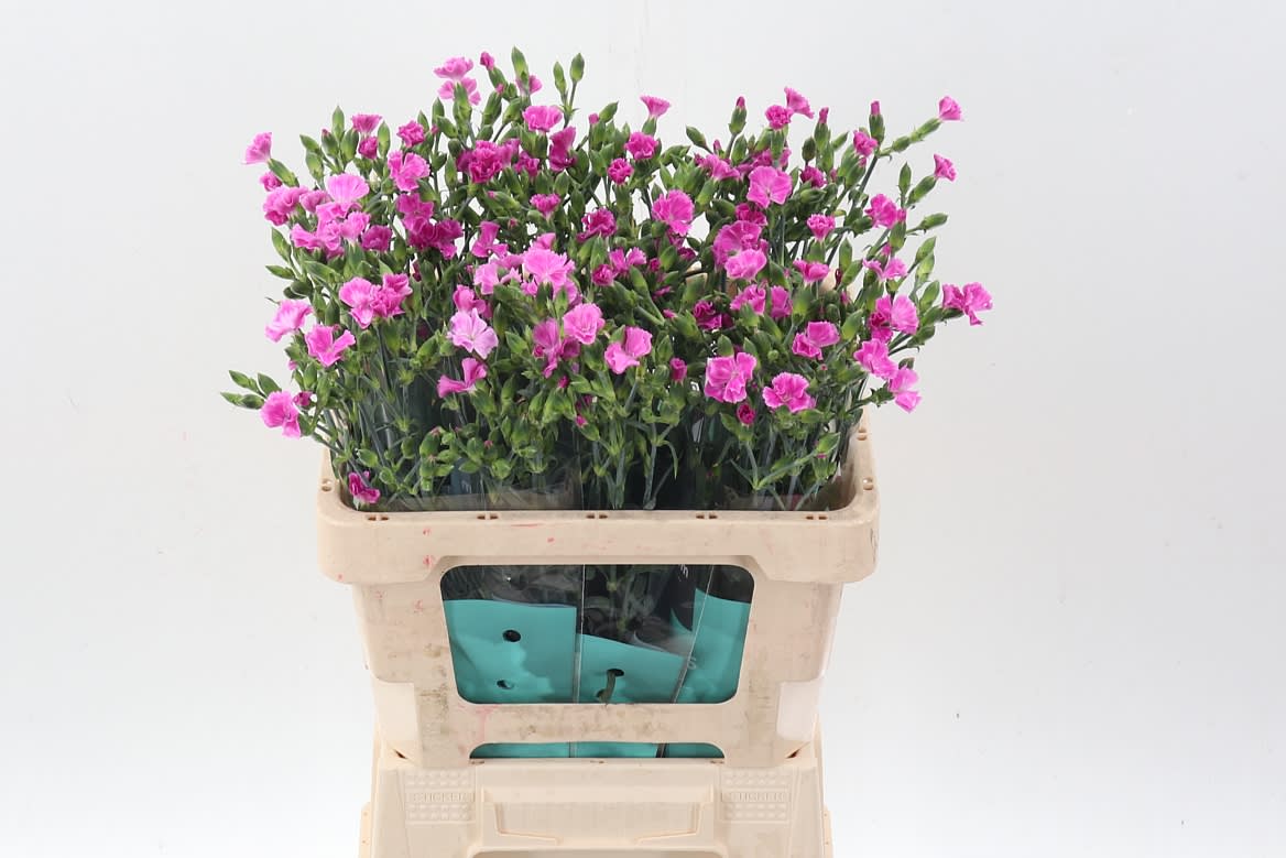 Срезанные цветы оптом Dianthus sp lilliput lavender от 60шт из Голландии с доставкой по России