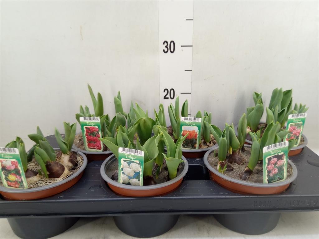 Горшечные цветы и растения оптом Tulipa Du   ...mix от 6шт из Голландии с доставкой по России