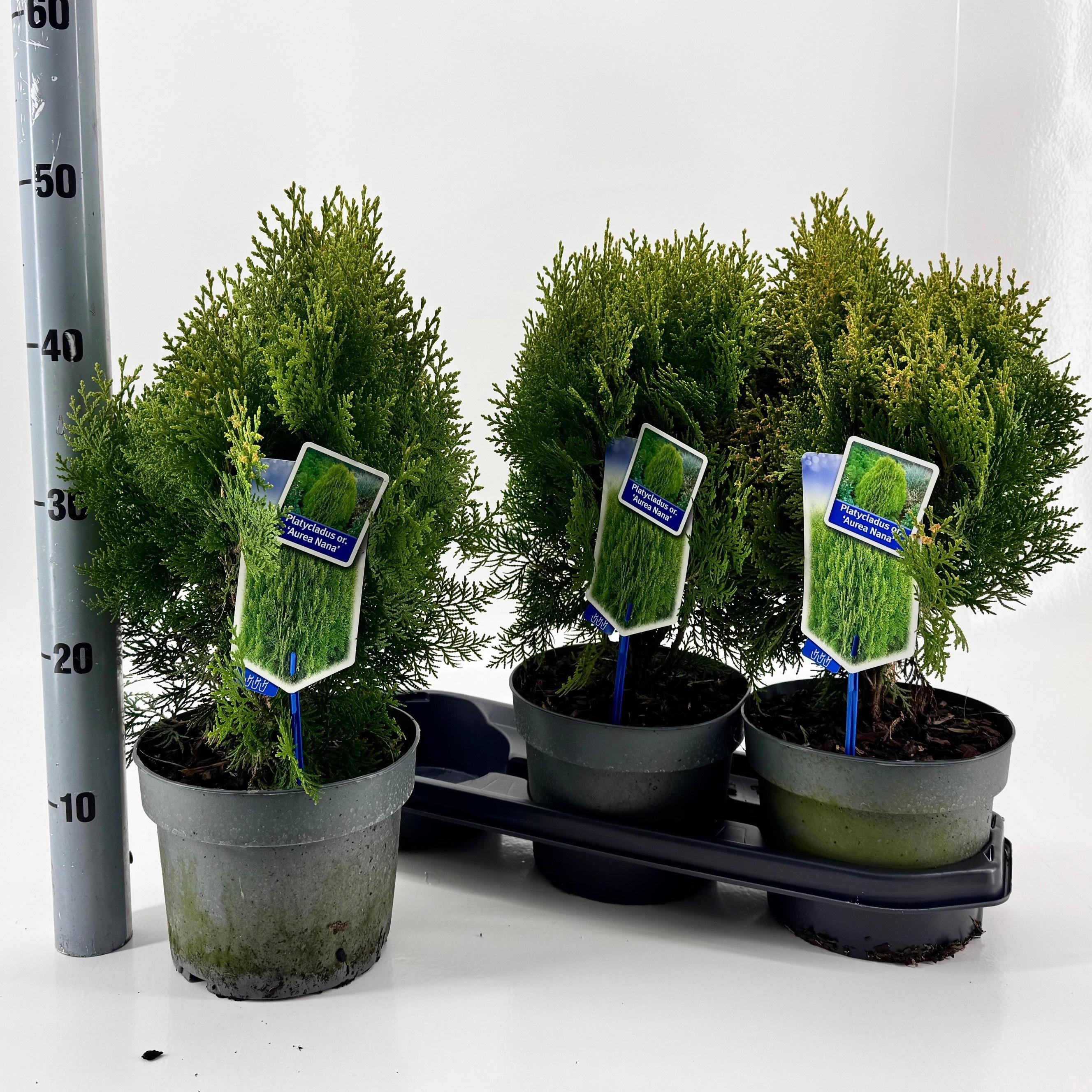 Горшечные цветы и растения оптом Plat Or Aurea Nana от 3шт из Голландии с доставкой по России