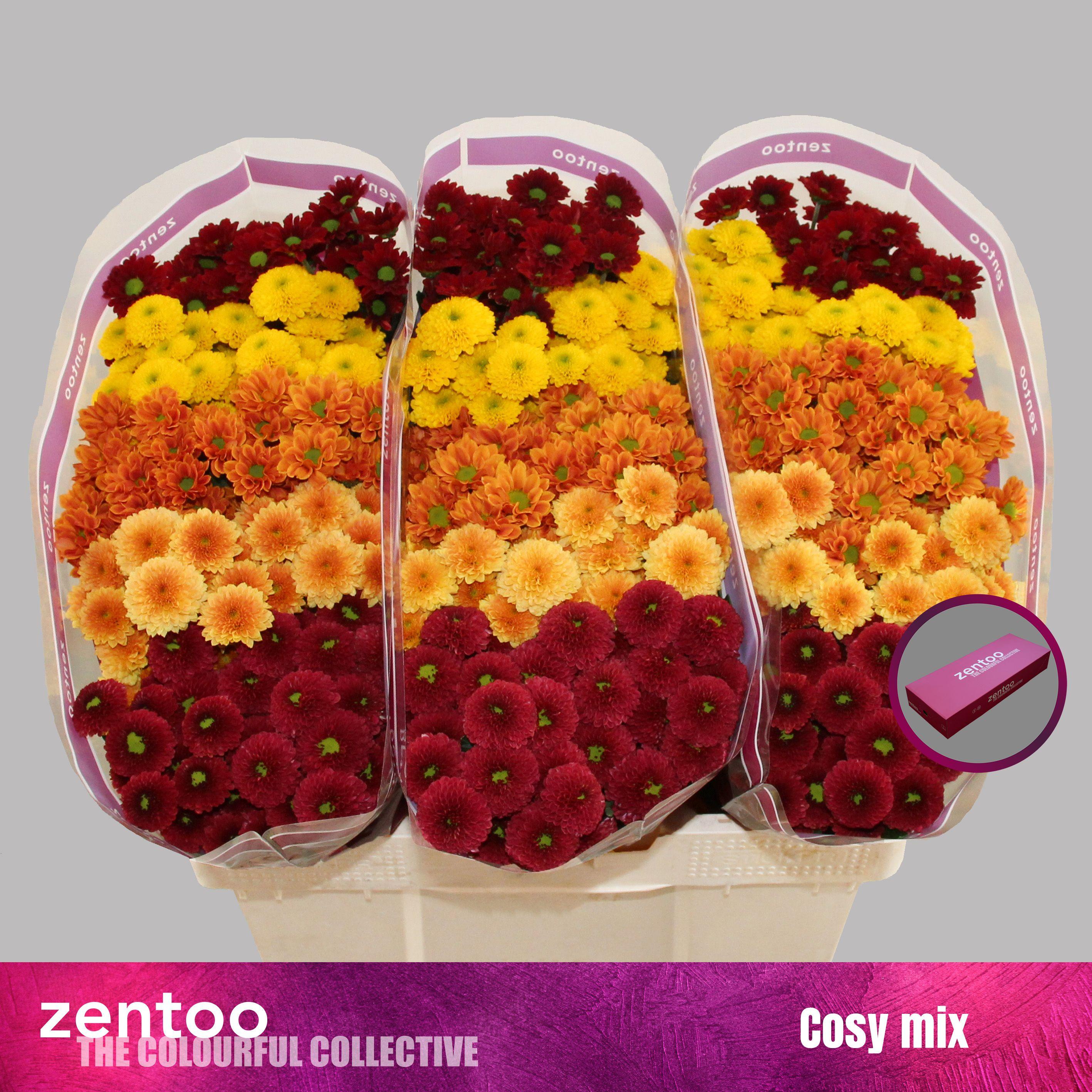 Срезанные цветы оптом Chrys sa mix cosy от 75шт из Голландии с доставкой по России