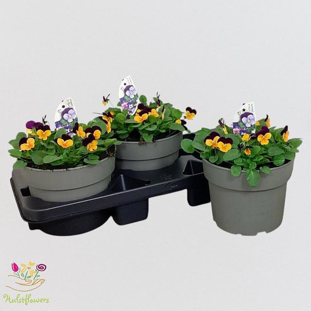 Горшечные цветы и растения оптом Vio Co Sor Xp Ora Ju от 3шт из Голландии с доставкой по России