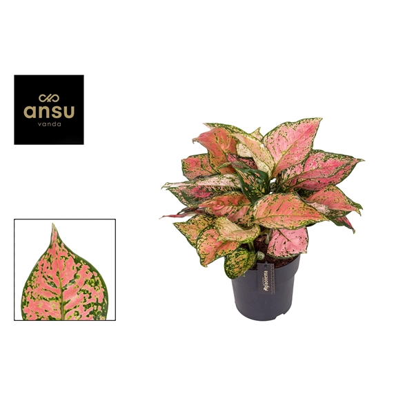 Горшечные цветы и растения оптом Aglaonema Crimson Love от 3шт из Голландии с доставкой по России