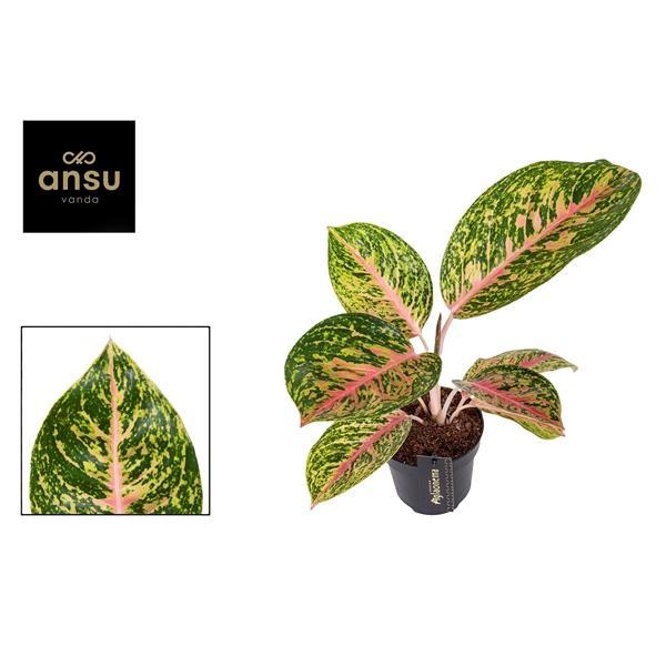Горшечные цветы и растения оптом Aglaonema Spring Red от 6шт из Голландии с доставкой по России