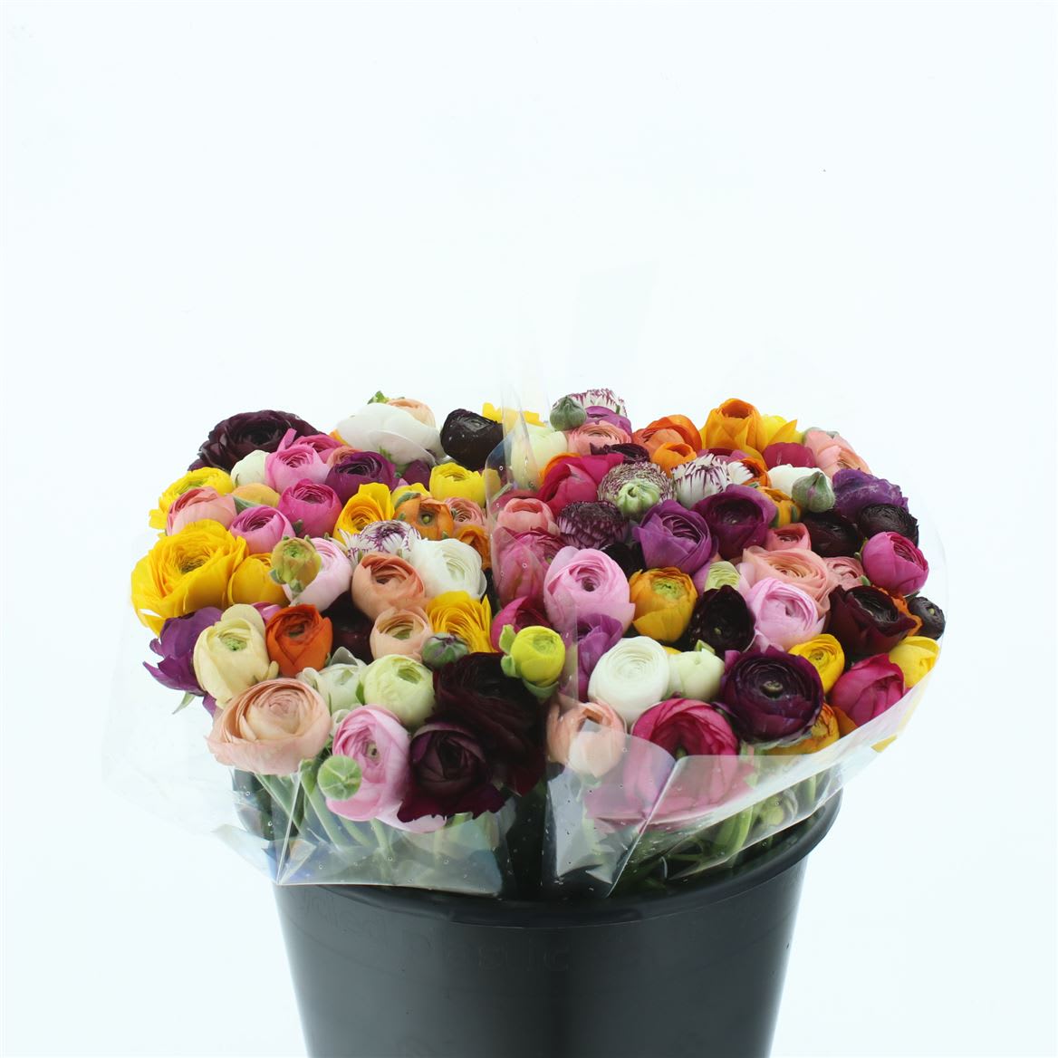 Срезанные цветы оптом Ranunculus rainbow (mixbunch) от 100шт. из Голландии с доставкой по России