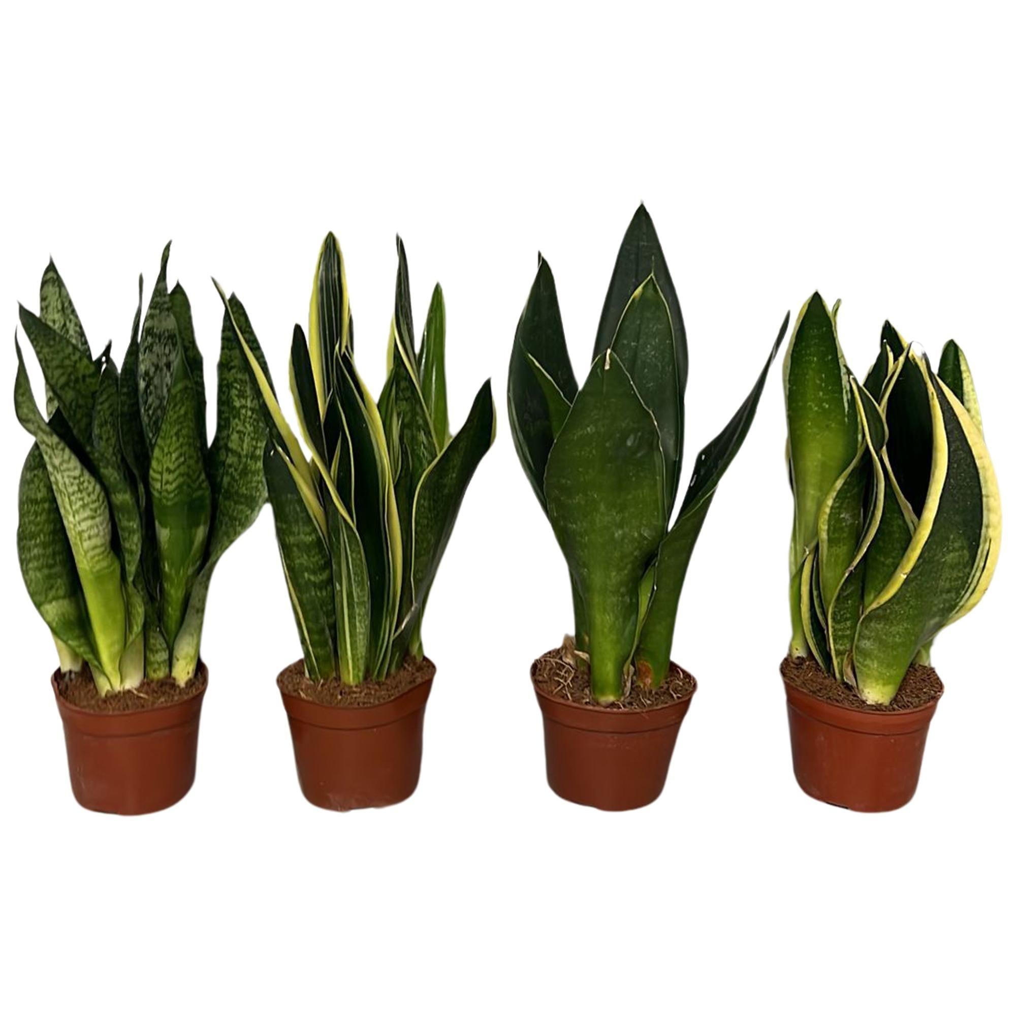 Горшечные цветы и растения оптом Sansevieria Trifasciata от 12шт (для телеги) из Голландии с доставкой по России