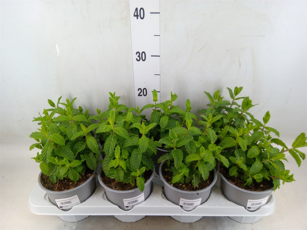 Горшечные цветы и растения оптом Mentha Spicata от 8шт из Голландии с доставкой по России