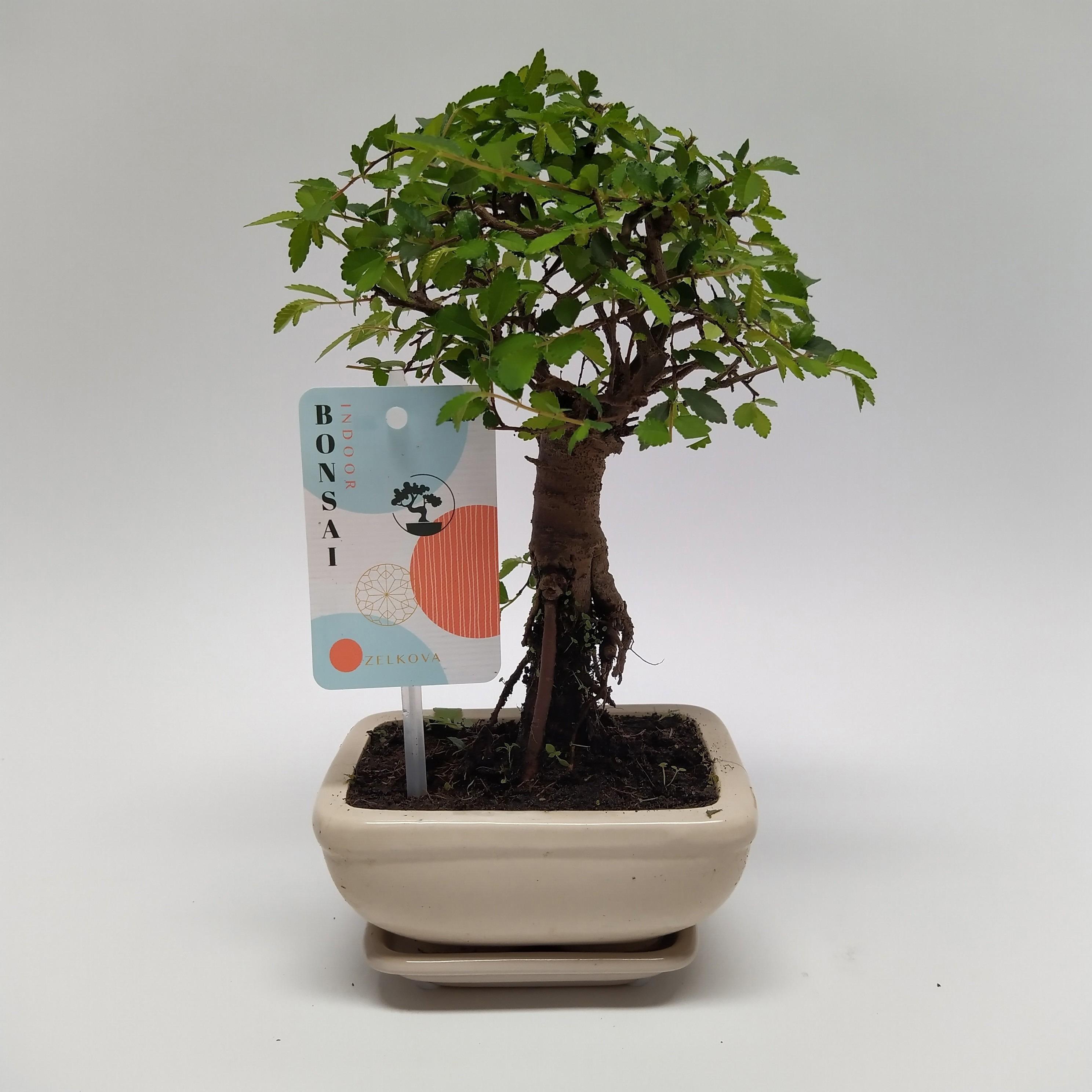Горшечные цветы и растения оптом Zelkova Bonsai Traditional от 14шт из Голландии с доставкой по России