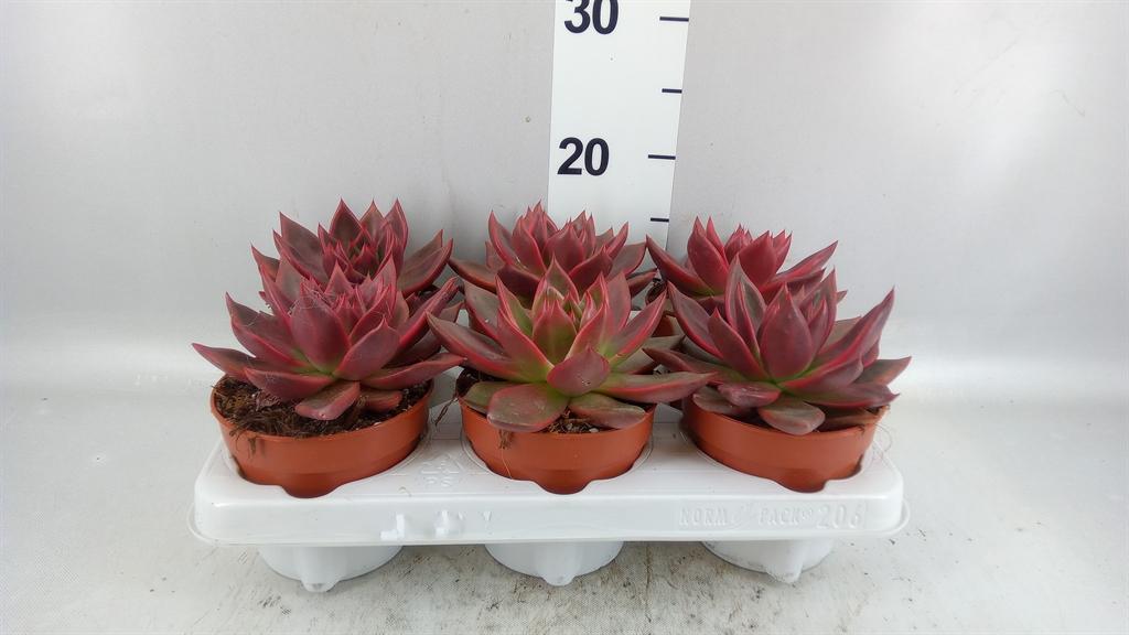 Горшечные цветы и растения оптом Echeveria taurus от 6шт из Голландии с доставкой по России