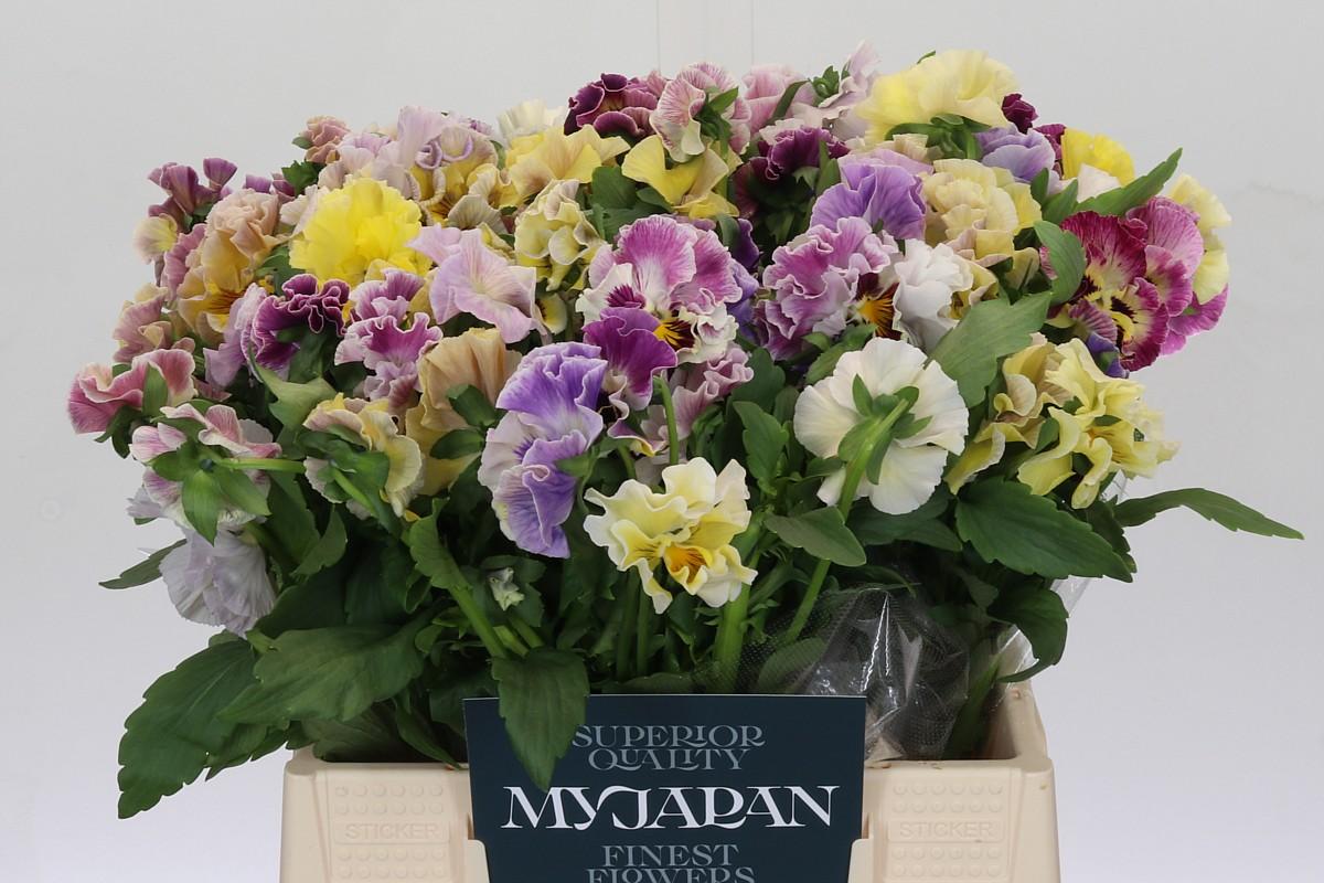 Срезанные цветы оптом Viola от 50шт из Голландии с доставкой по России