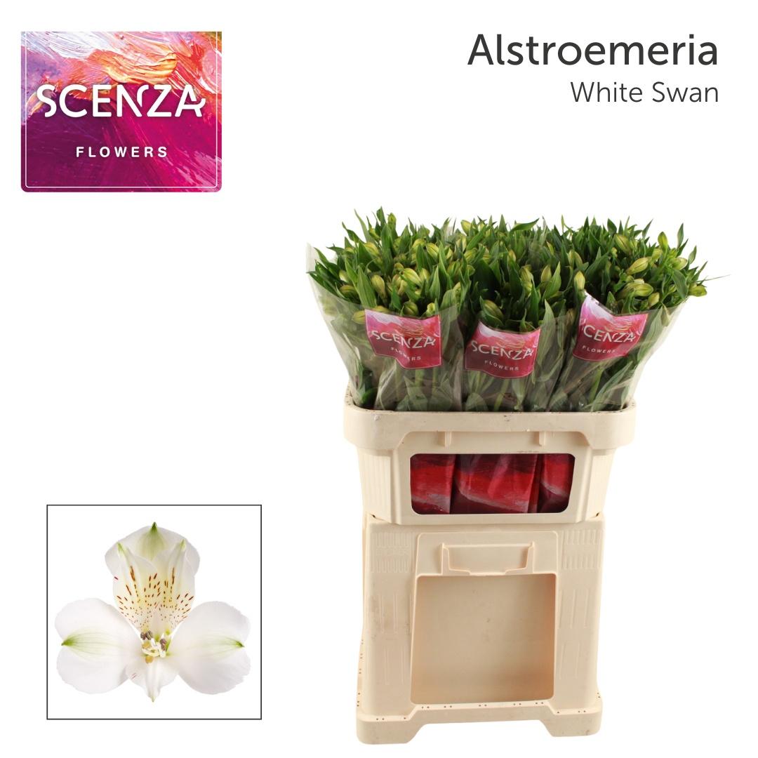 Срезанные цветы оптом Alstroemeria white swan от 60шт из Голландии с доставкой по России