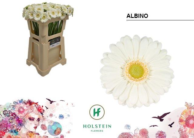 Срезанные цветы оптом Germini albino от 80шт. из Голландии с доставкой по России