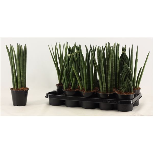 Горшечные цветы и растения оптом Sansevieria Cylindrica Mix от 10шт из Голландии с доставкой по России